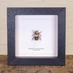 Minibeast Jewel Scarab Beetle in Box Frame (Chrysina chrysargirea)