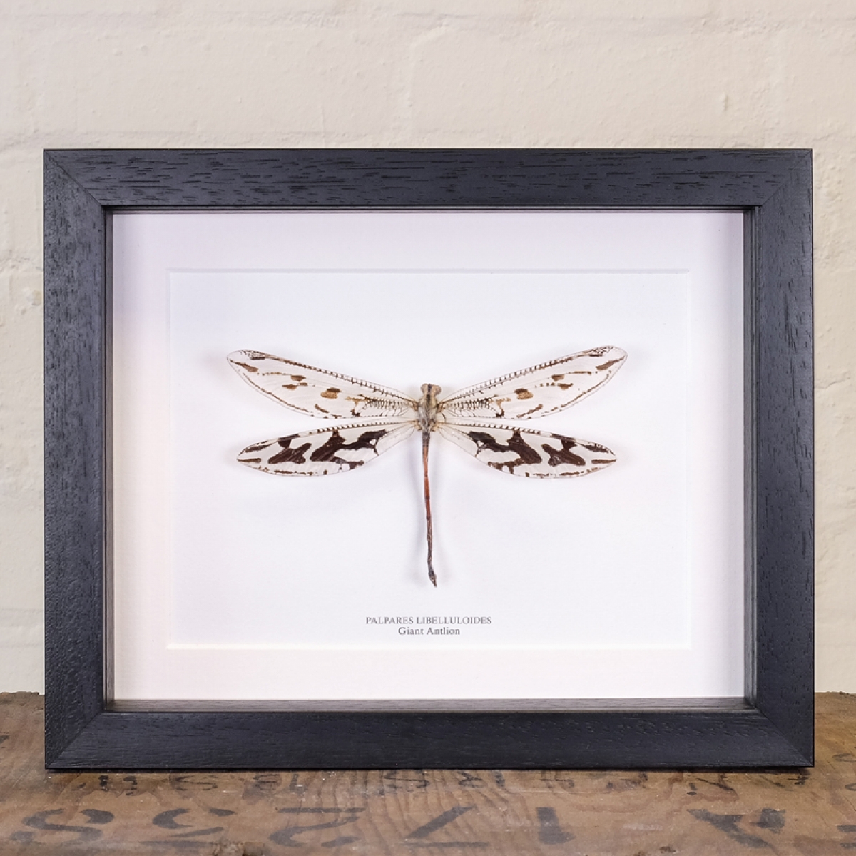 Minibeast Giant Antlion in Box Frame (Palpares libelluloides)