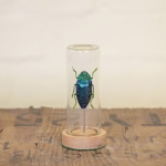 Minibeast Wood Boring Beetle in Mini Dome (Polybothris sumptuosa)