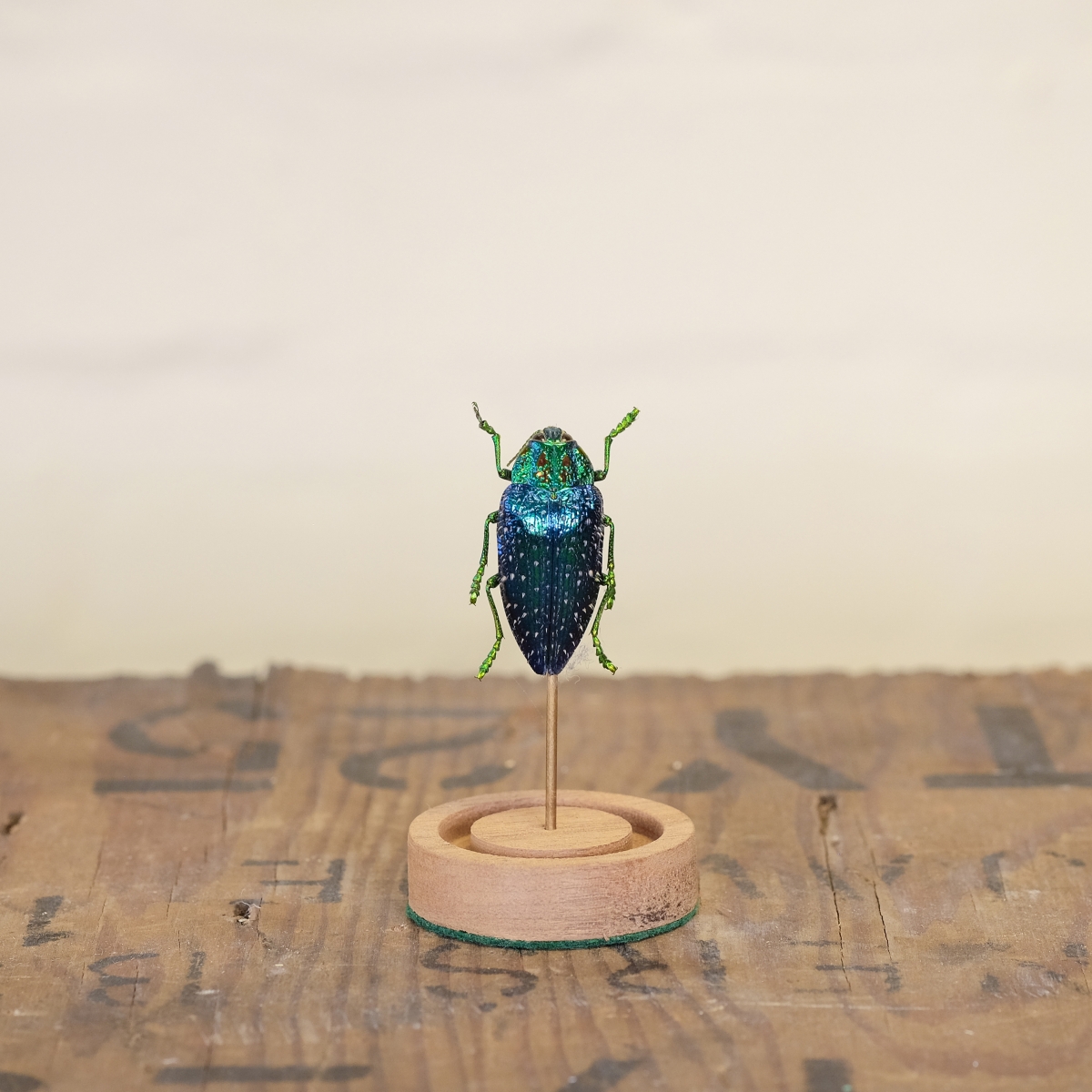 Wood Boring Beetle in Mini Dome (Polybothris sumptuosa)