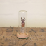 Minibeast Stag Beetle in Mini Dome (Cyclommatus dehaani)