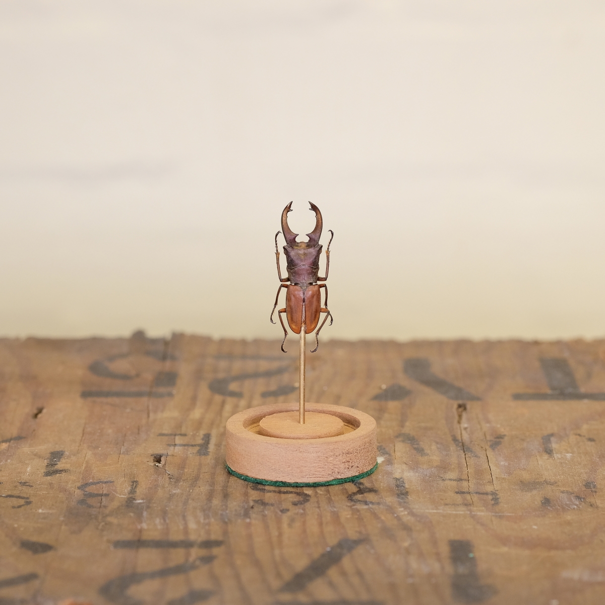 Stag Beetle in Mini Dome (Cyclommatus dehaani)