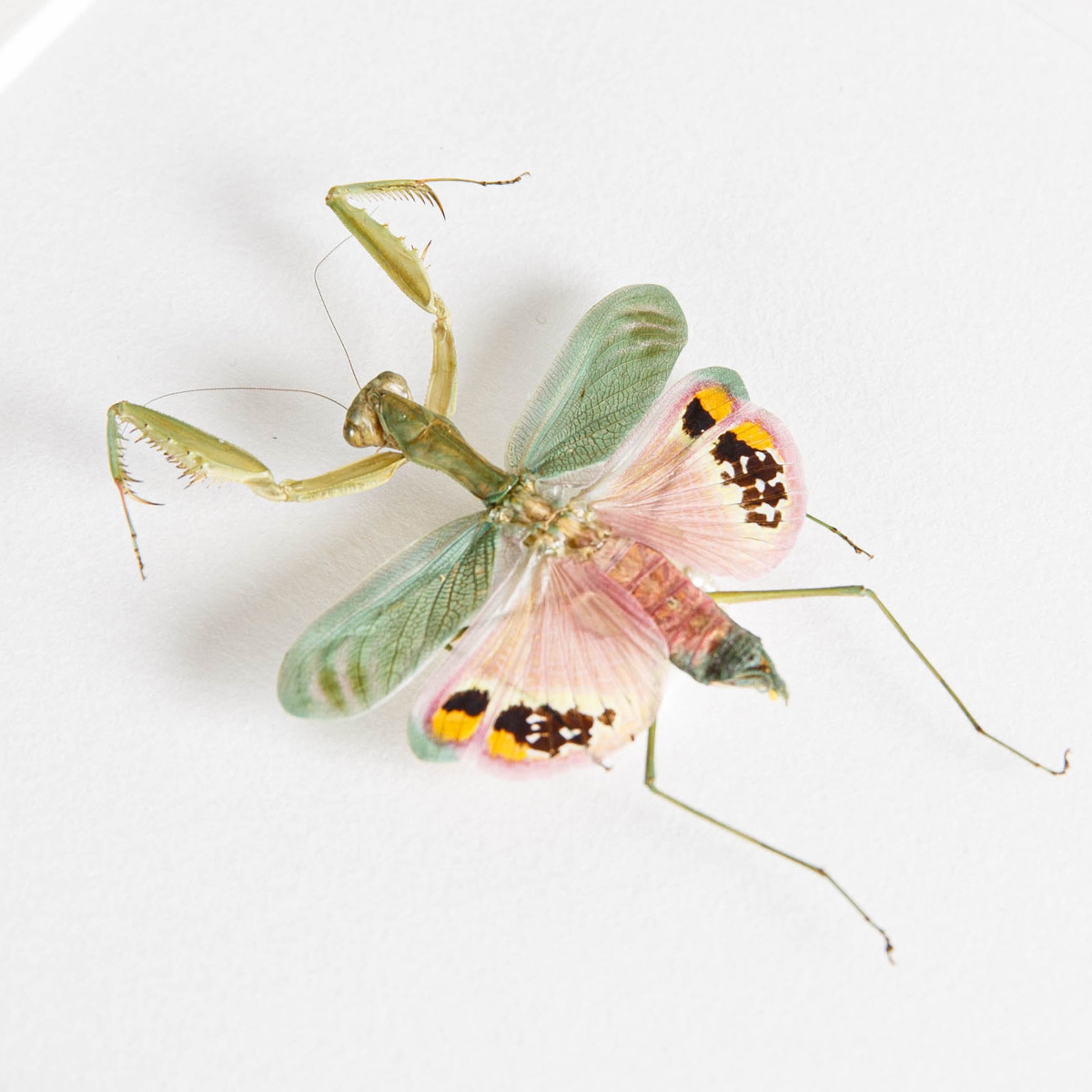 Umbrella Mantis in Box Frame (Caliris elegans)