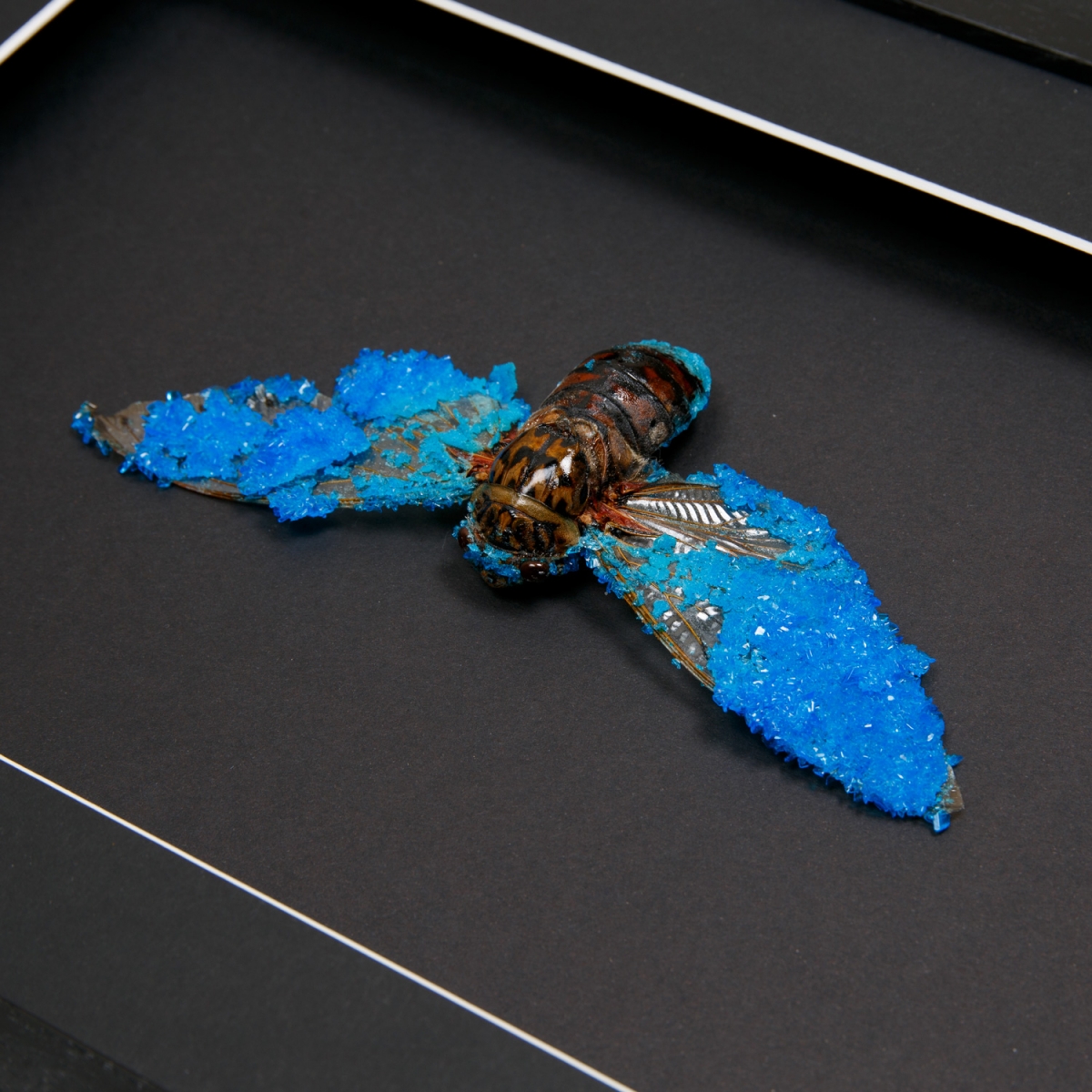 Cicada (Pomponia imperatoria) with Blue Crystals in Box Frame