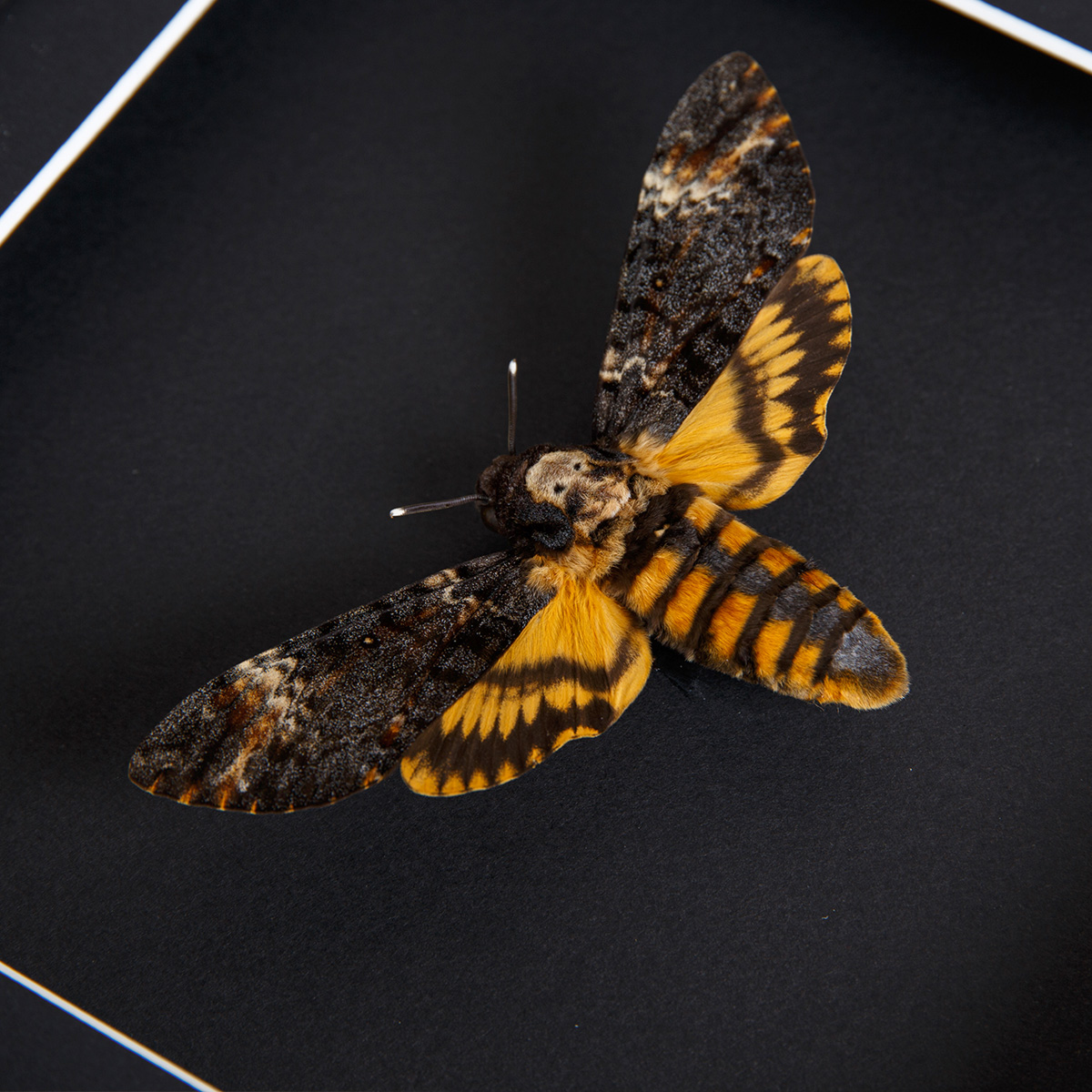 Death's Head Hawk Moth on Black Background in Box Frame (Acherontia atropos)