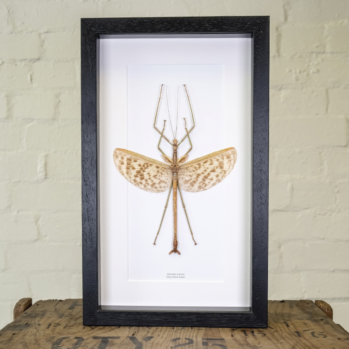 Minibeast Giant Stick Insect in Box Frame (Phasma gigas)