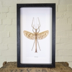 Minibeast Giant Stick Insect in Box Frame (Phasma gigas)