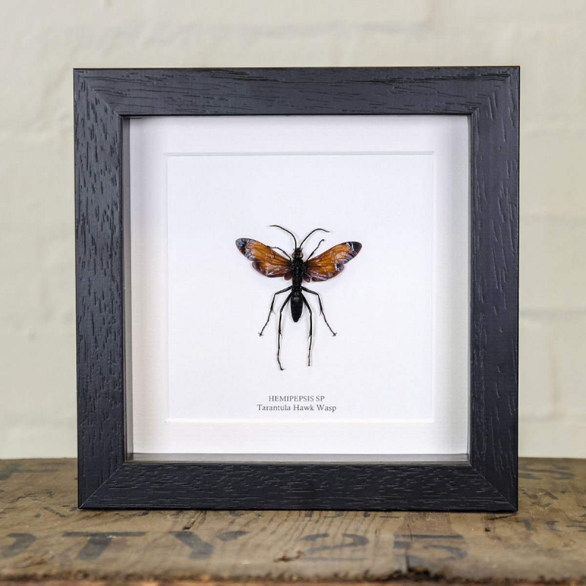 Minibeast The Tarantula Hawk Wasp in Box Frame (Hemipepsis sp)