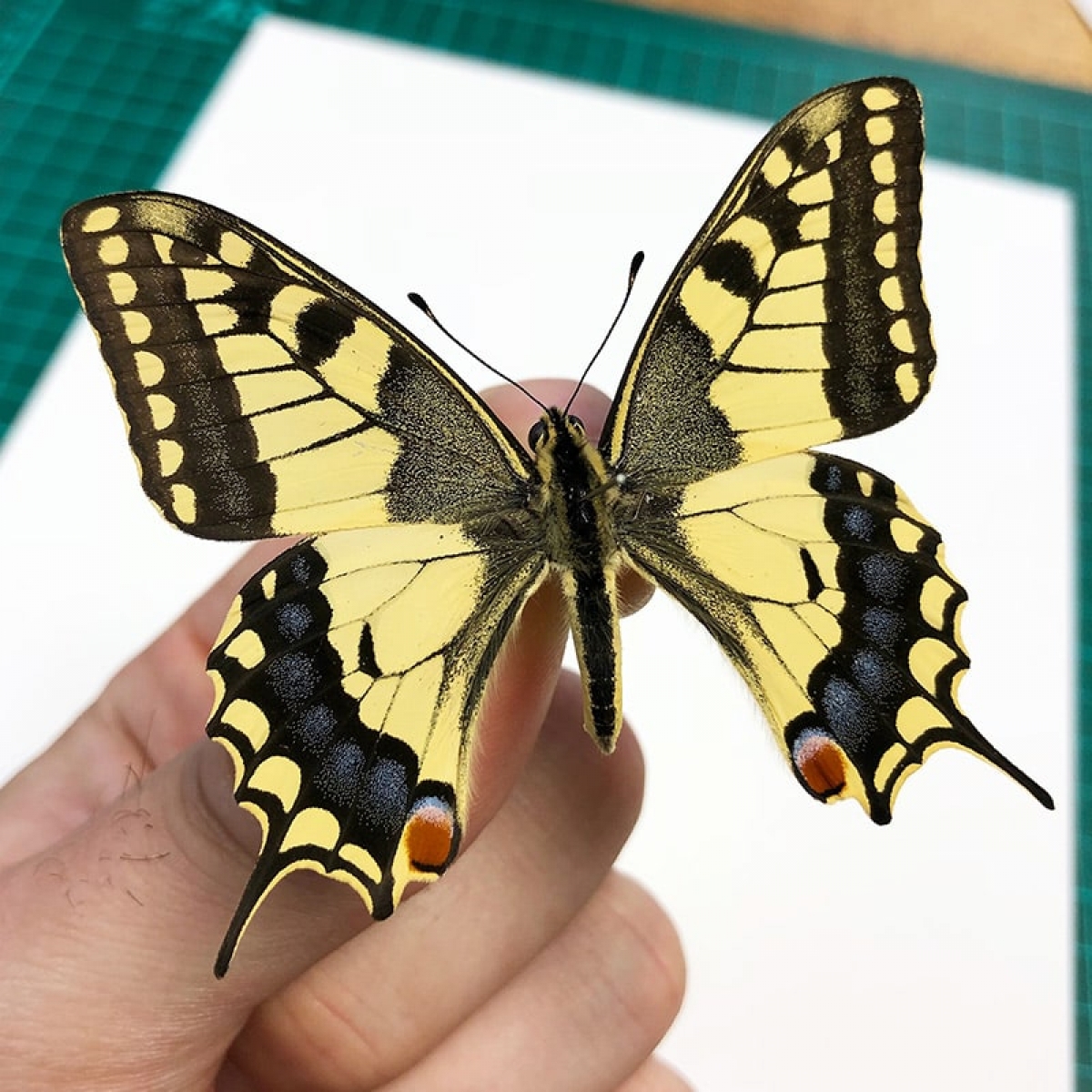 Old World Swallowtail in Box Frame (Papilio machaon)