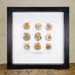 Minibeast 9 Natural Ammonite Fossil in Box Frame (Perisphinctes sp)