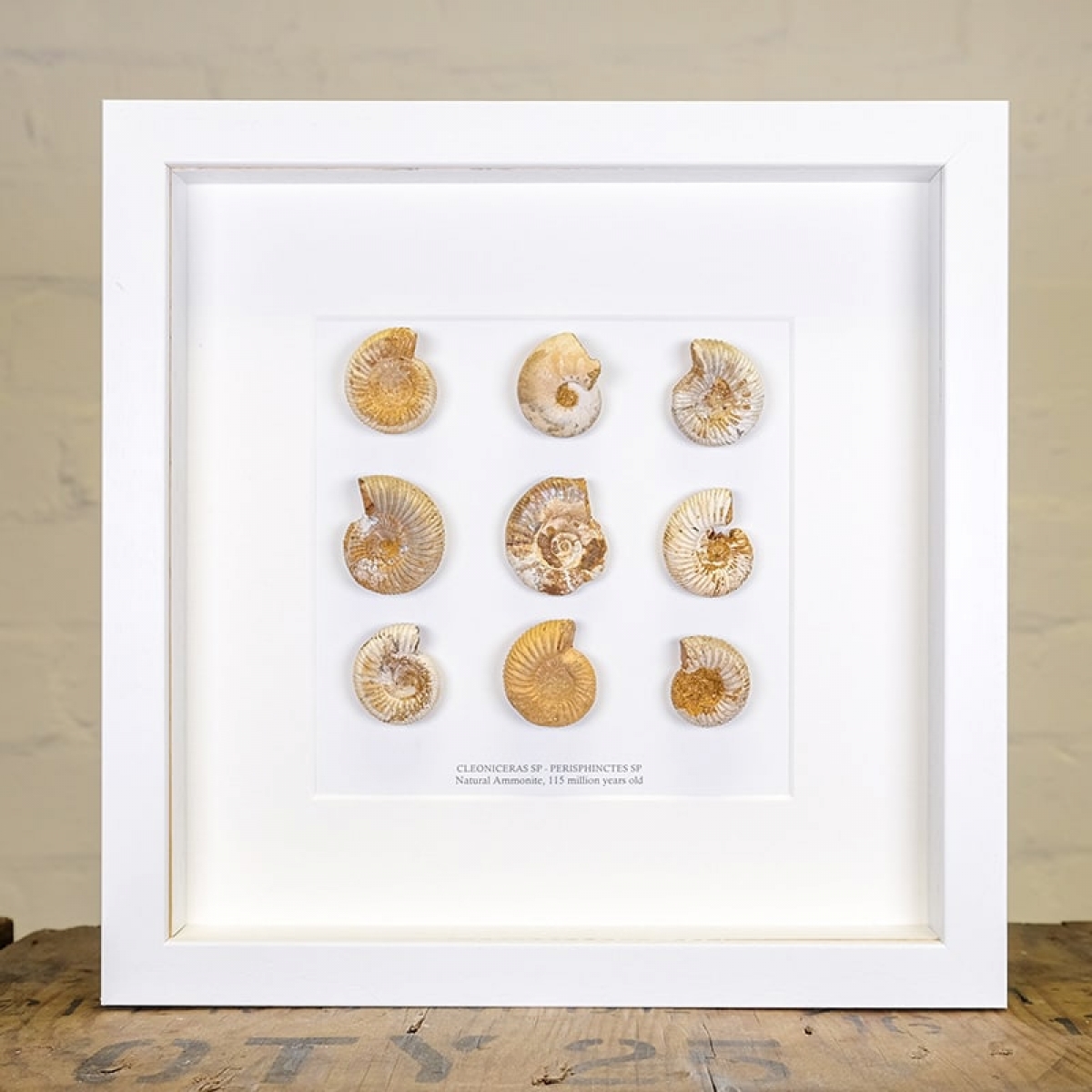9 Natural Ammonite Fossil in Box Frame (Perisphinctes sp)