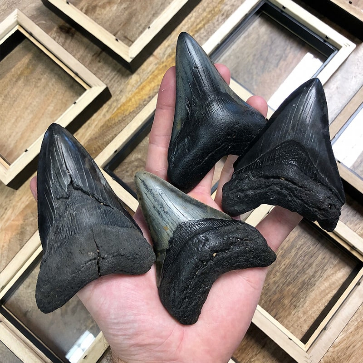 Large Megalodon Shark Tooth (Carcharodon megalodon) Fossil in Box Frame