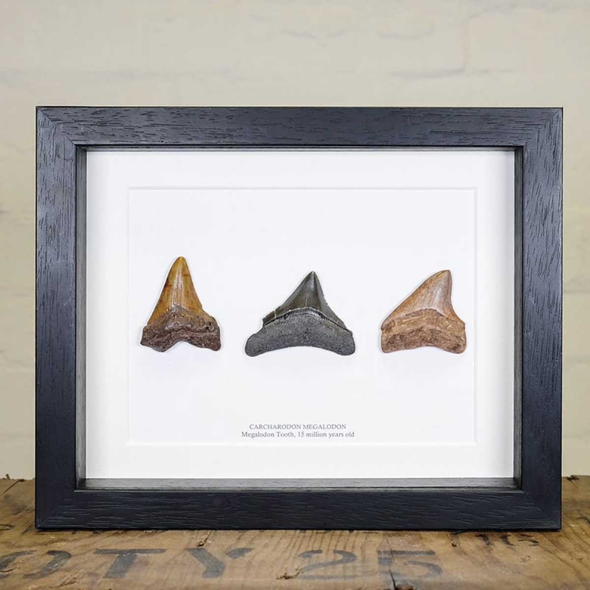 Minibeast A Trio of Small Megalodon Shark Teeth (Carcharodon megalodon) Fossil in Box Frame