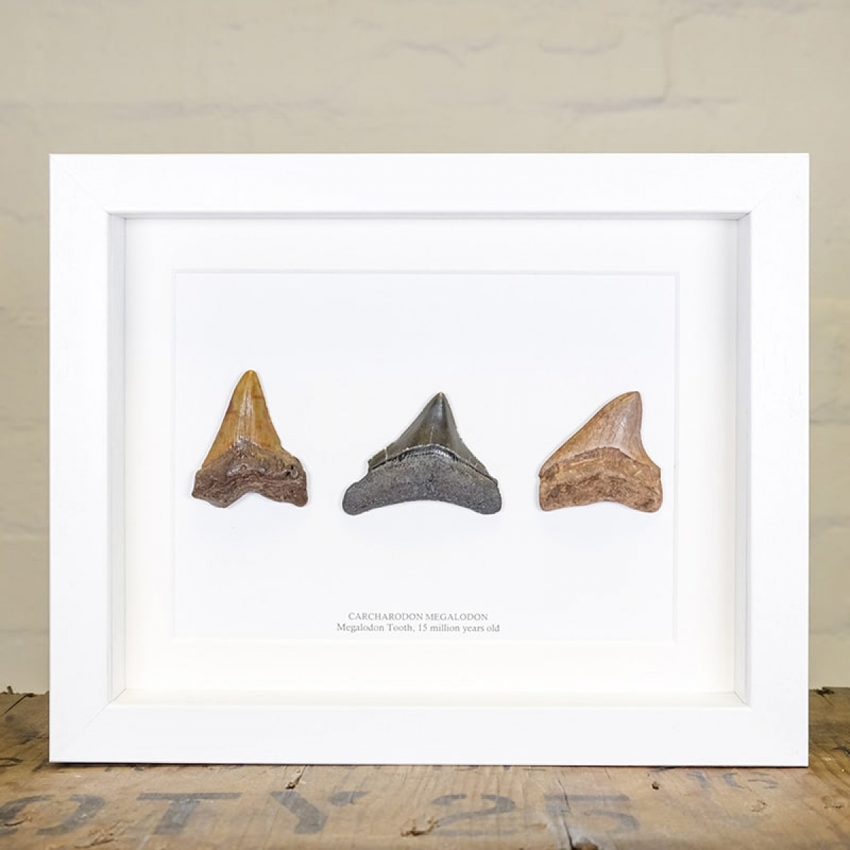 A Trio of Small Megalodon Shark Teeth (Carcharodon megalodon) Fossil in Box Frame
