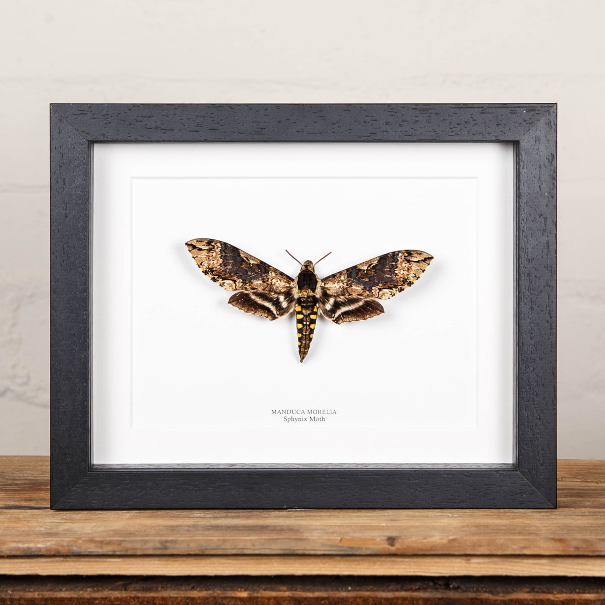 Minibeast Sphynix Moth in Box Frame (Manduca morelia)