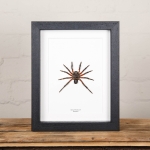 Minibeast Spider from Sumatra In Box Frame (Arachnida sp)