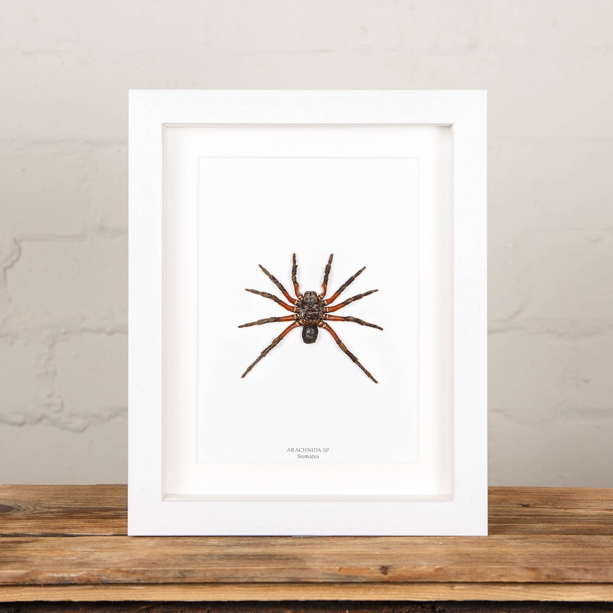 Spider from Sumatra In Box Frame (Arachnida sp)