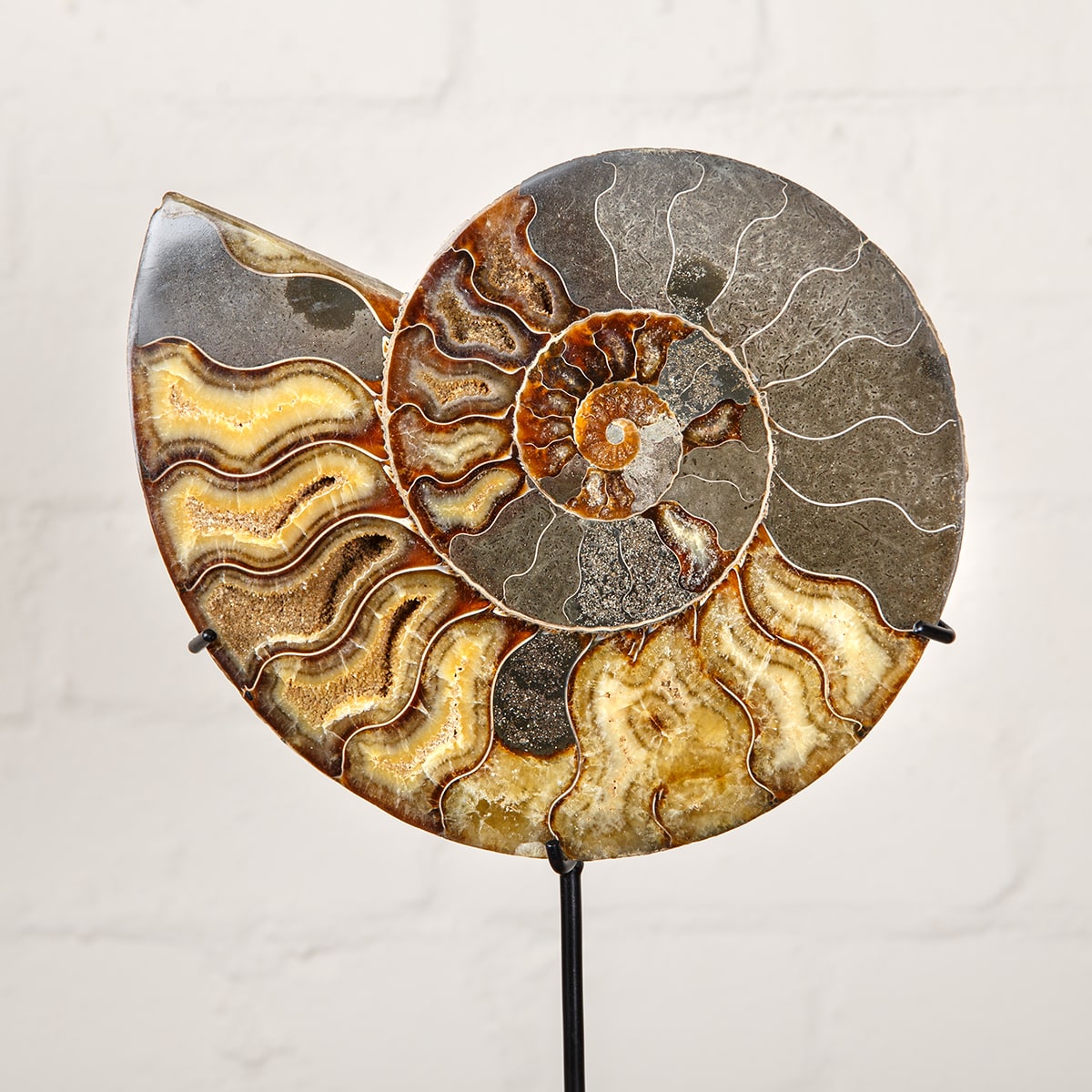 Huge 9.4 inch Polished & Sliced Ammonite Fossil on Stand (Cleoniceras sp)