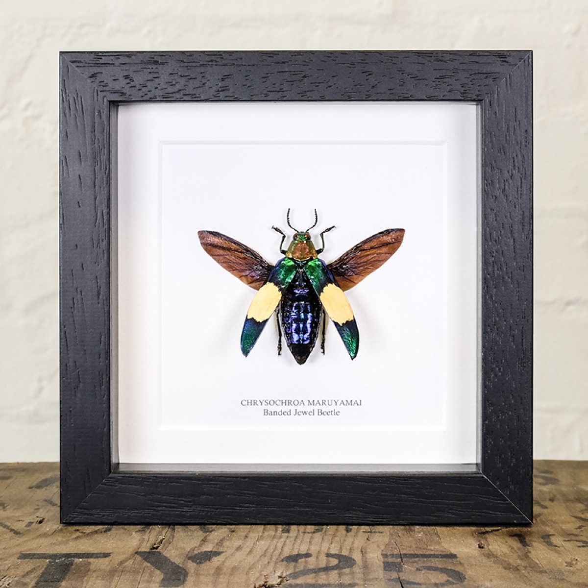 Minibeast Banded Jewel Beetle in Box Frame (Chrysochroa maruyamai)
