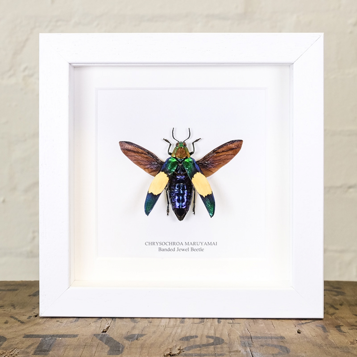 Banded Jewel Beetle in Box Frame (Chrysochroa maruyamai)