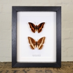 Minibeast Violet-washed Male and Female Charaxes in Box Frame (Charaxes lucretius)