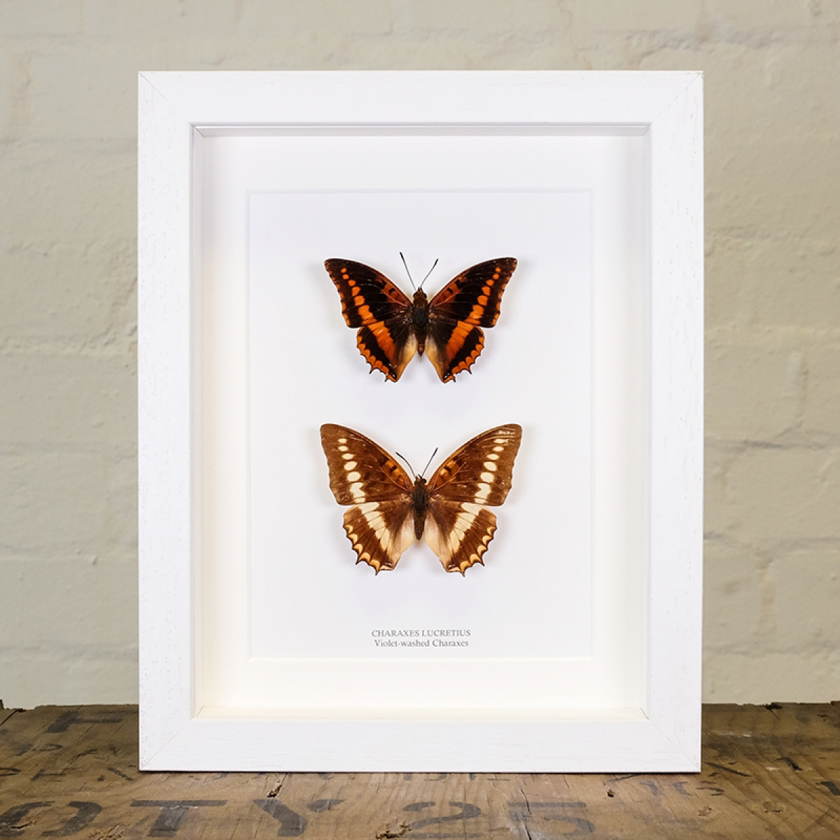Violet-washed Male and Female Charaxes in Box Frame (Charaxes lucretius)