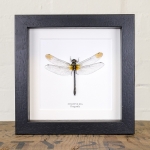 Minibeast Dragonfly in Box Frame (Zygonyx ida)