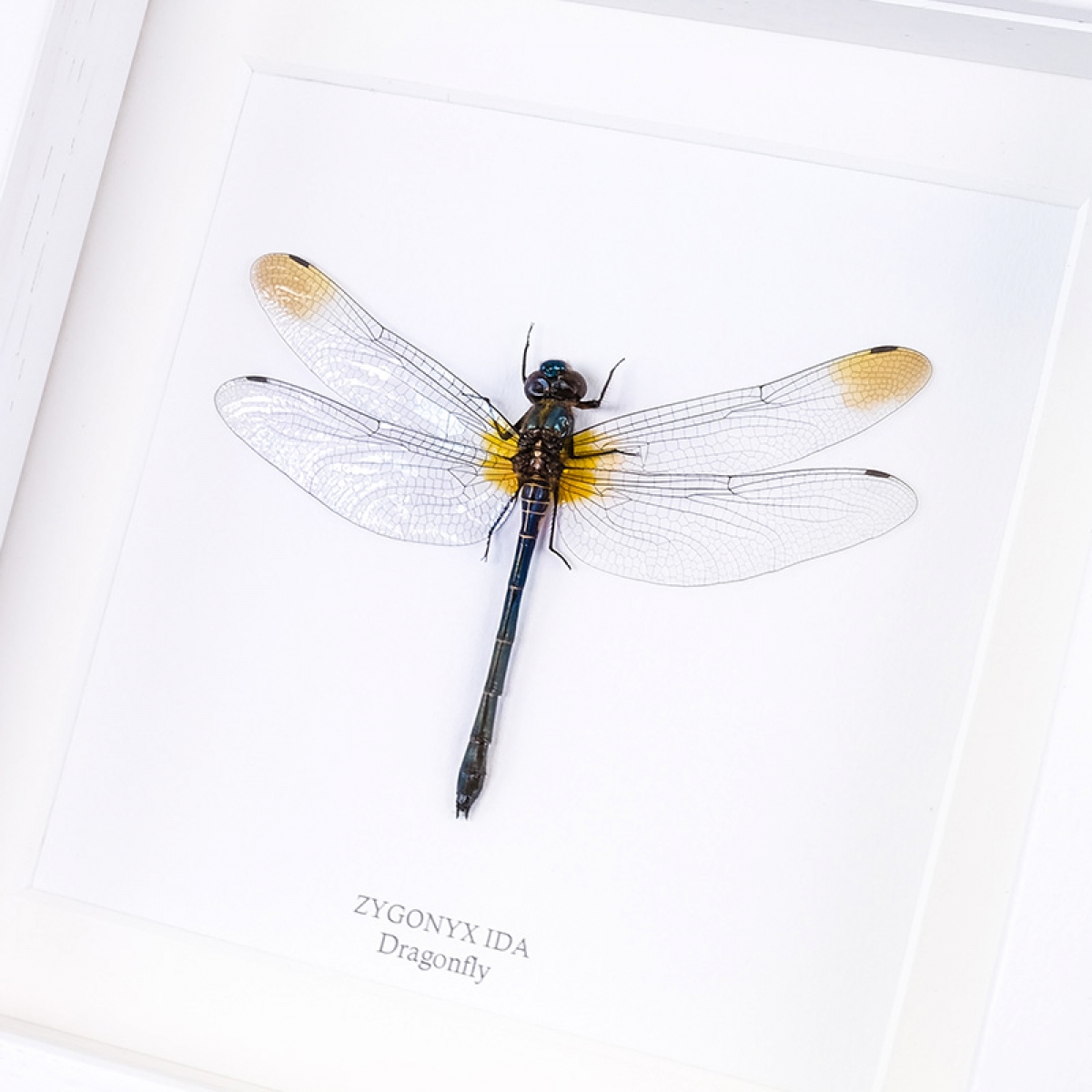 Dragonfly in Box Frame (Zygonyx ida)