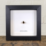 Minibeast White-tailed Bumblebee in Box Frame (Bombus lucorum)