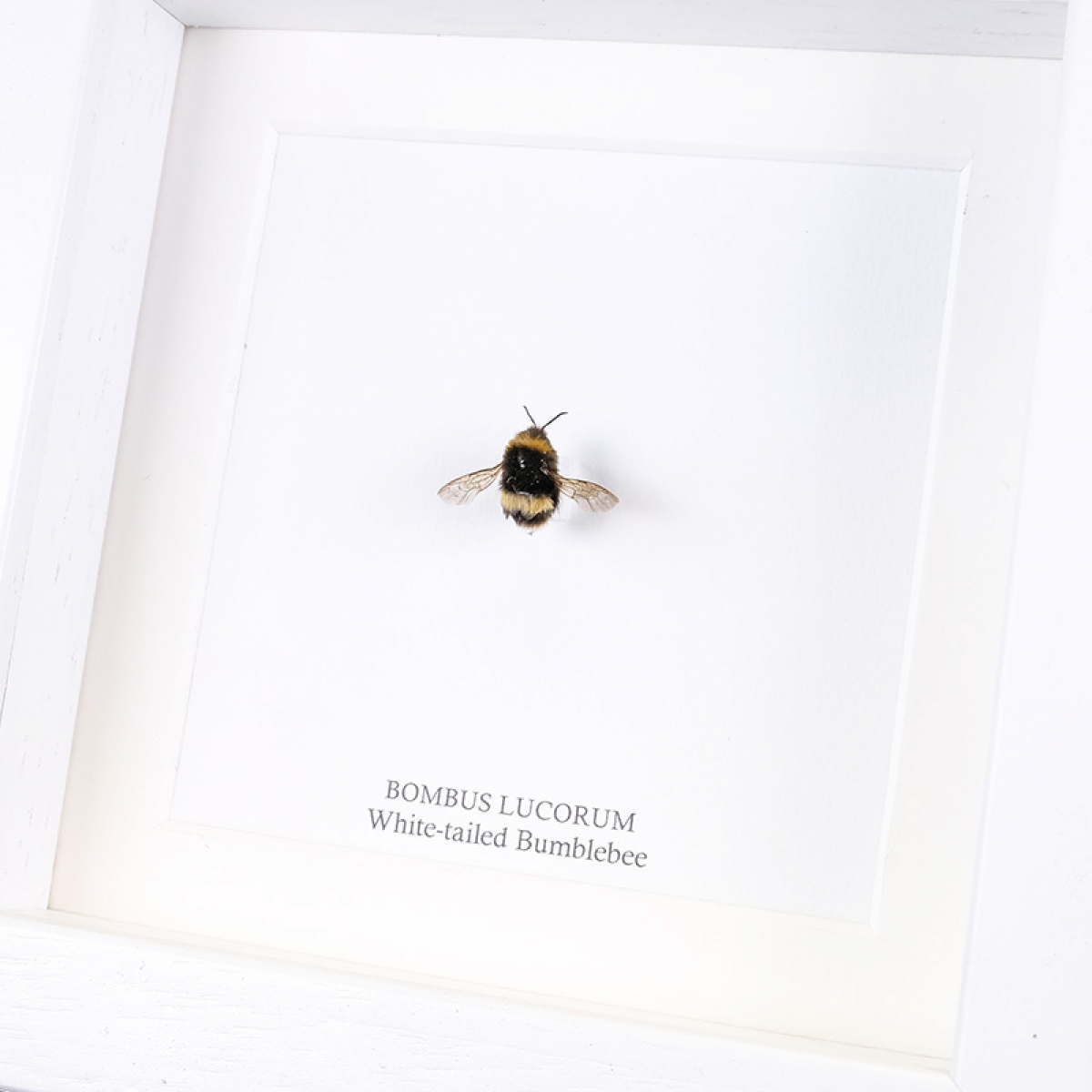 White-tailed Bumblebee in Box Frame (Bombus lucorum)