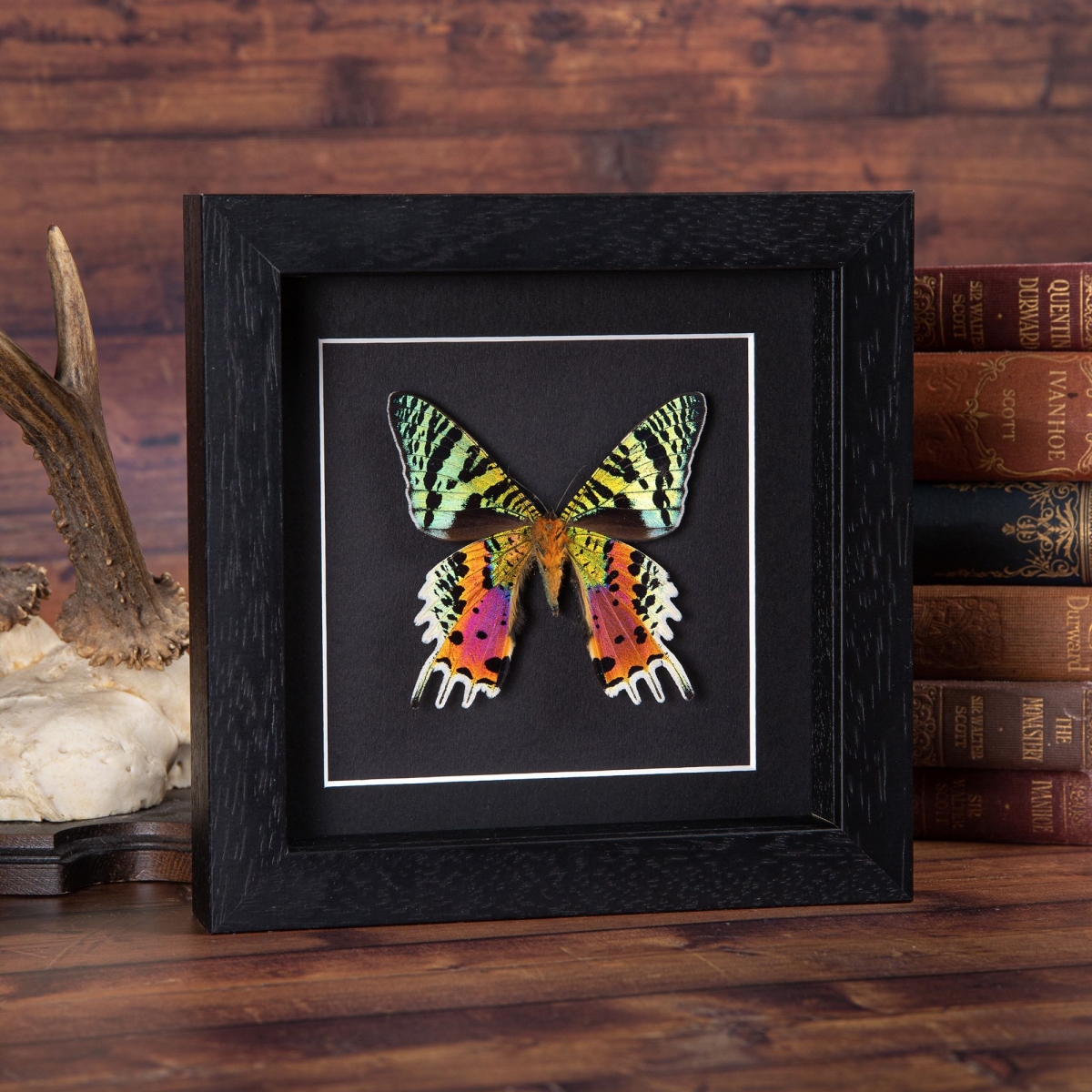 Sunset Moth in Baroque Style Box Frame