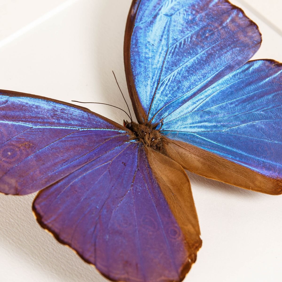 Blue Morpho Butterfly in 10 x 10 Box Frame (Morpho didius)