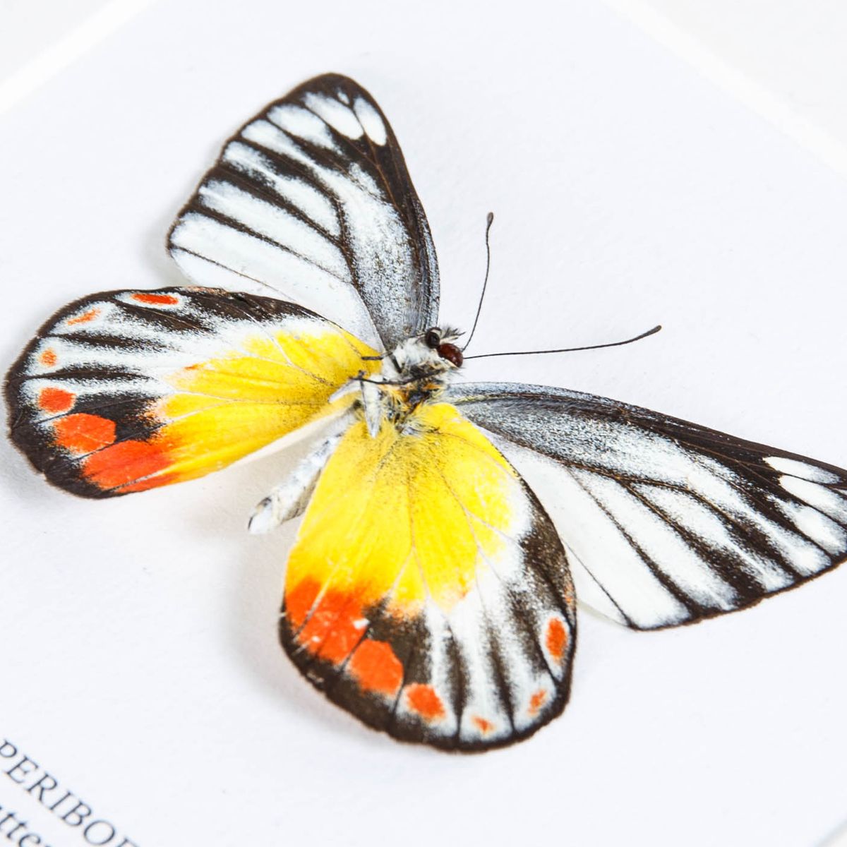 Delias Butterfly in Box Frame (Delias periboea)