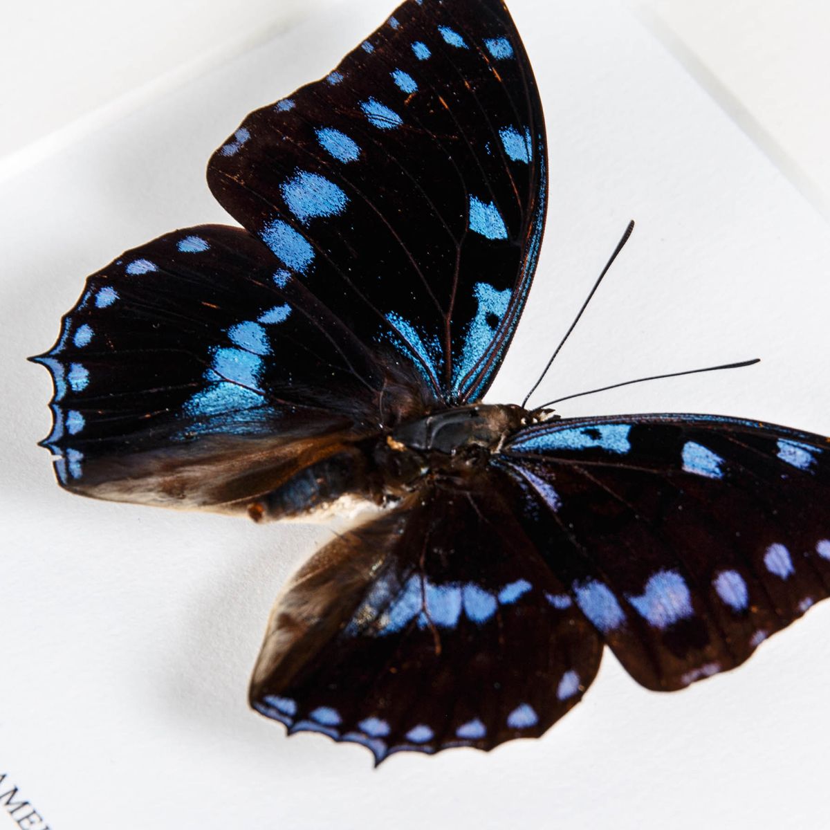 Blue-Spotted Charaxes in Box Frame (Charaxes ameliae)