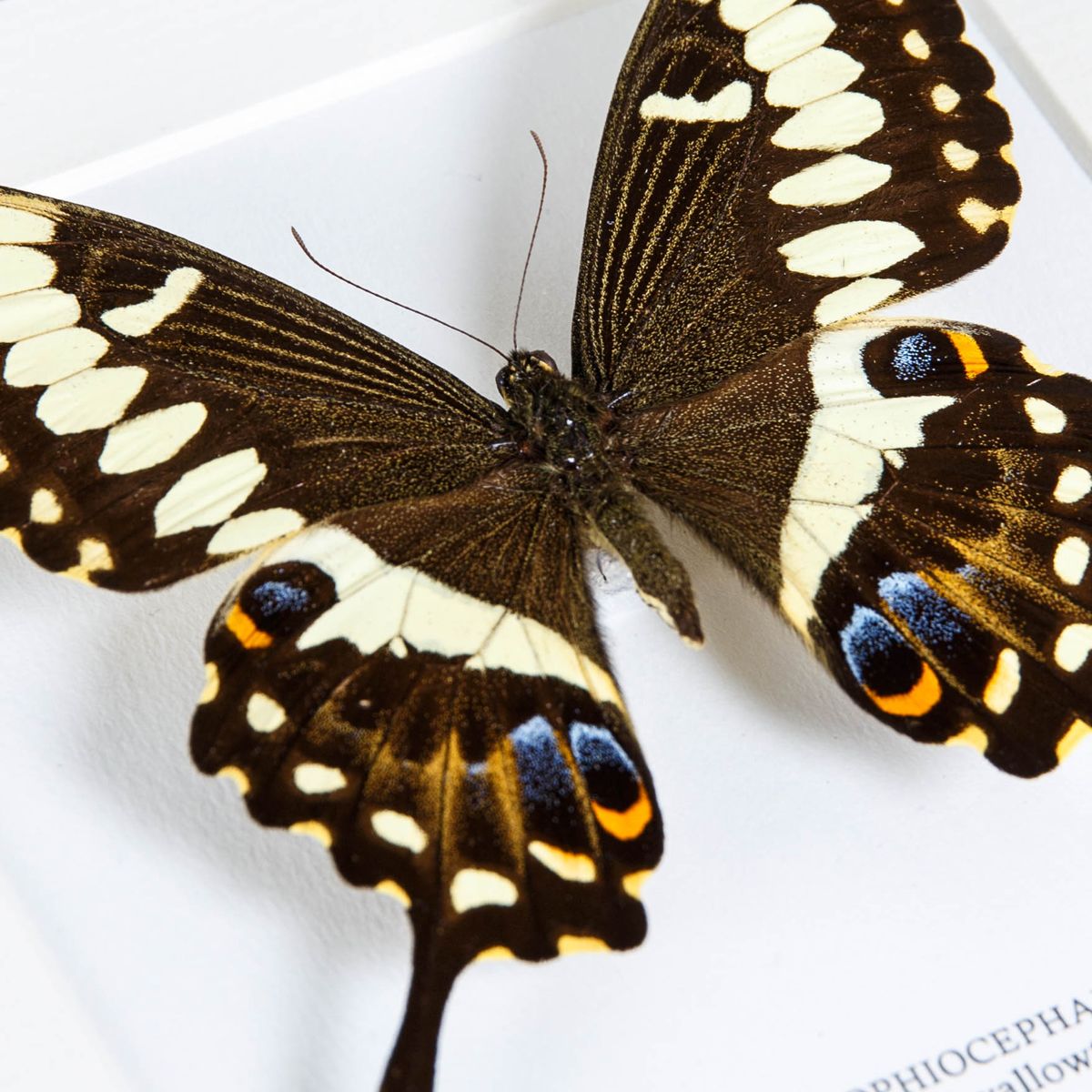 Emperor Swallowtail in Box Frame (Papilio ophidicephalus)