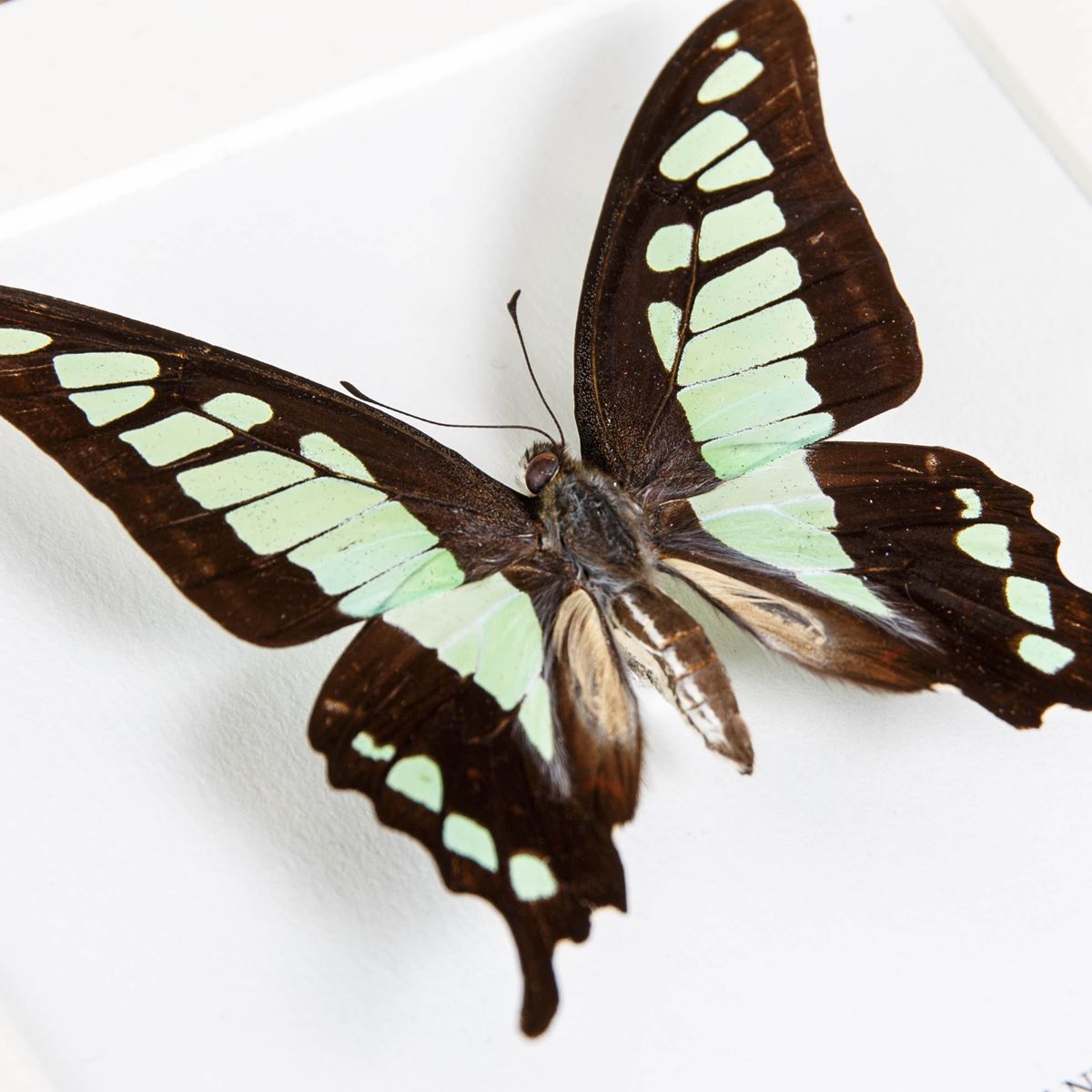 Glassy Bluebottle Butterfly in Box Frame (Graphium cloanthus)