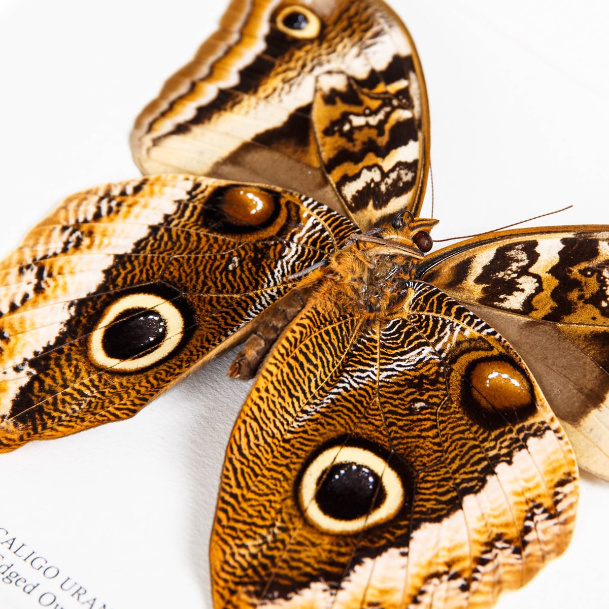 Gold Edged Owl Butterfly Ventral Side in Box Frame (Caligo uranus)