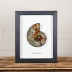 Minibeast Large Ammonite Cut and Polished Fossil in Box Frame (Cleoniceras sp) 