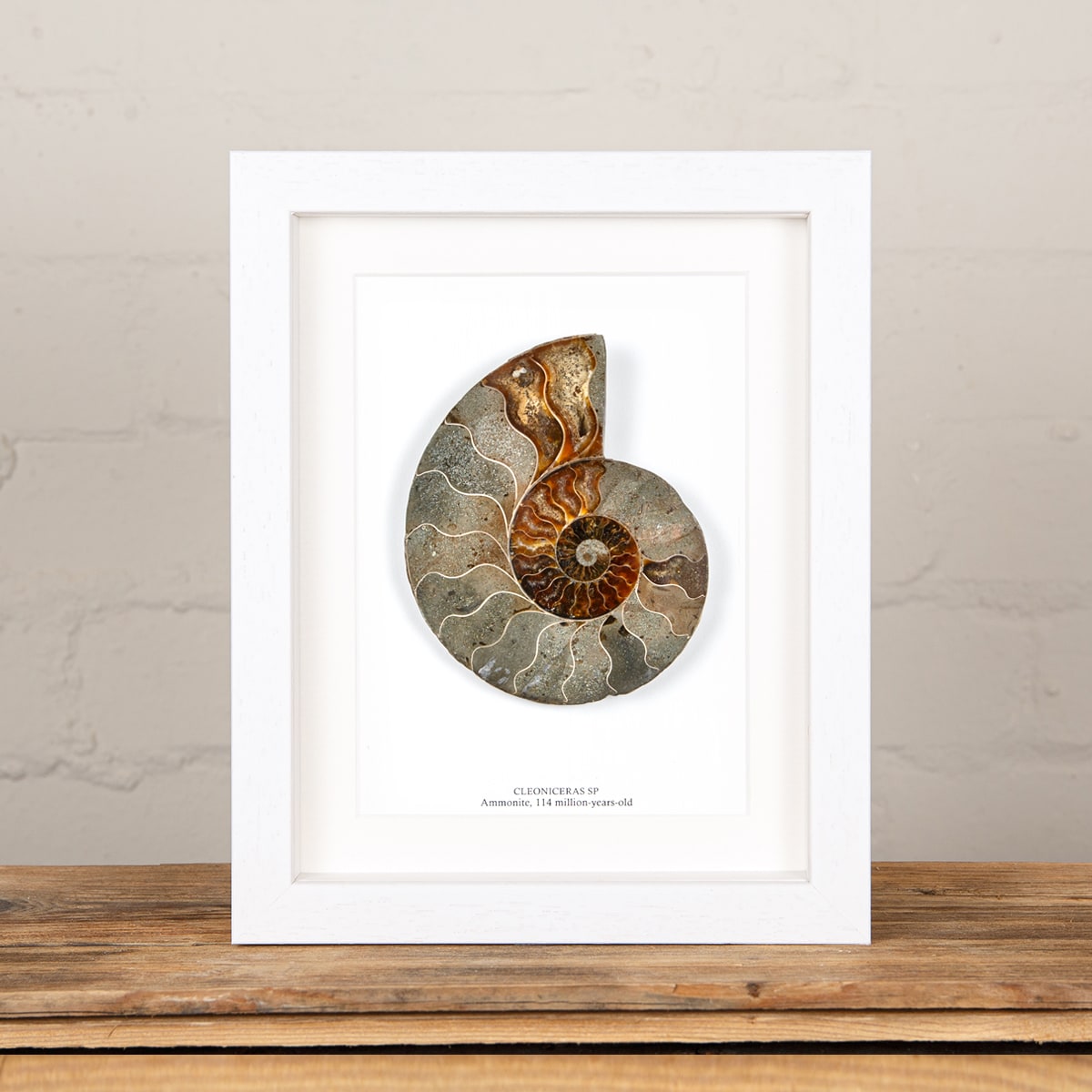 Large Ammonite Cut and Polished Fossil in Box Frame (Cleoniceras sp) 