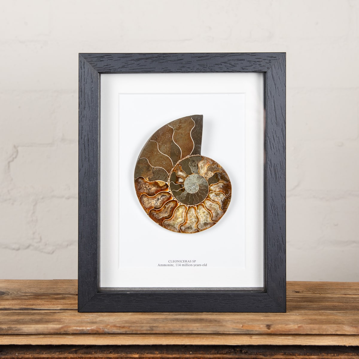 Minibeast Large Ammonite Cut and Polished Fossil in Box Frame (Cleoniceras sp)