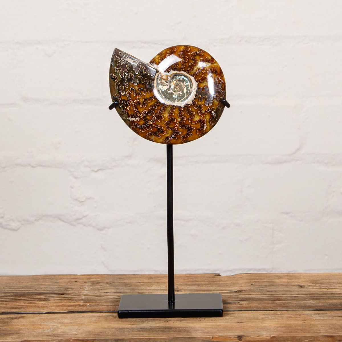 Minibeast 4.5 inch Whole Polished Ammonite Fossil on Stand (Cleoniceras sp)