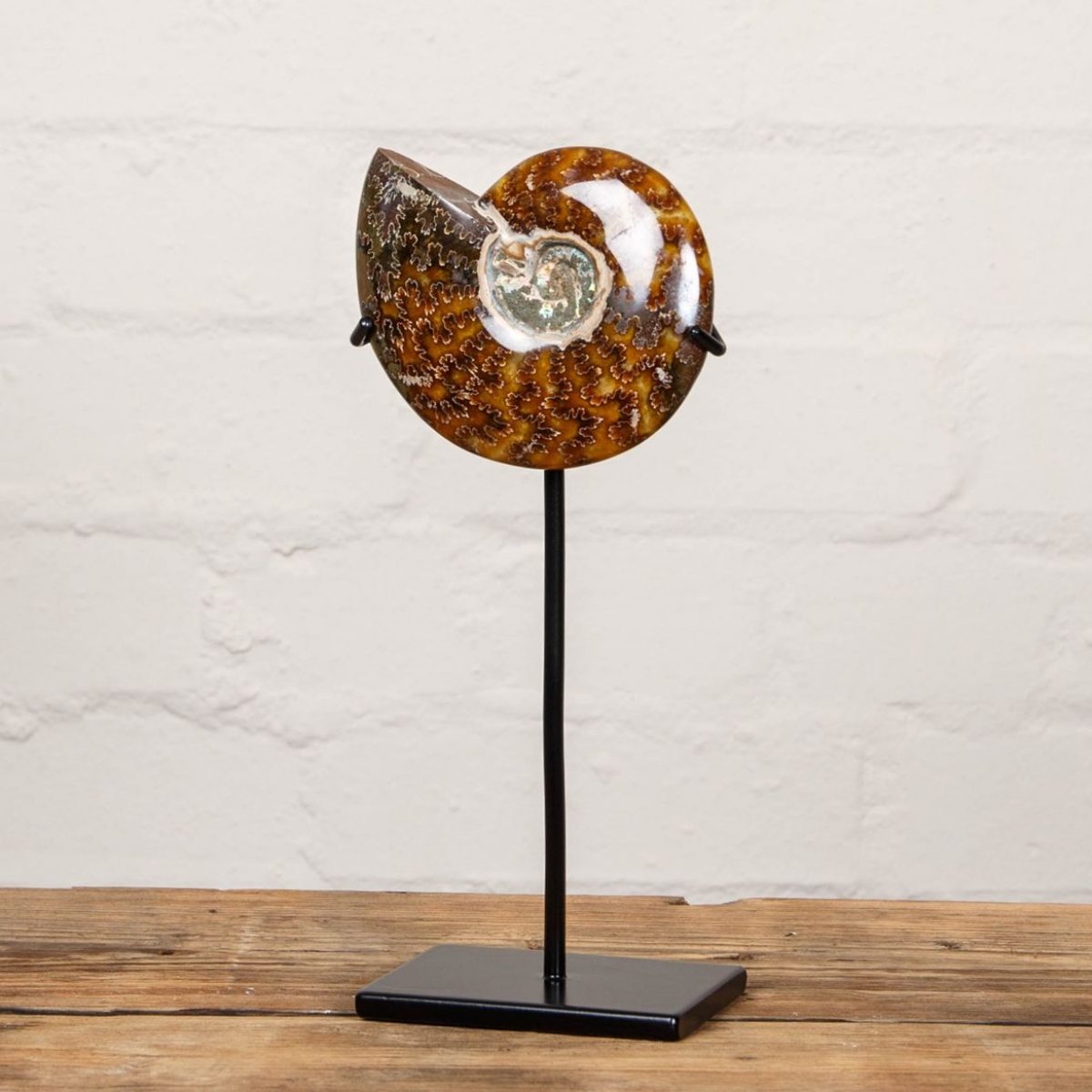 4.5 inch Whole Polished Ammonite Fossil on Stand (Cleoniceras sp)
