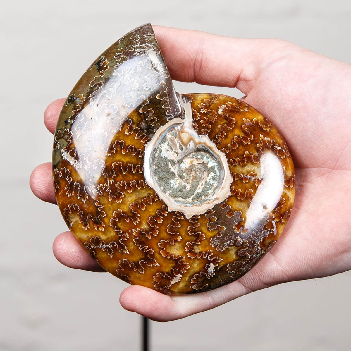 4.5 inch Whole Polished Ammonite Fossil on Stand (Cleoniceras sp)