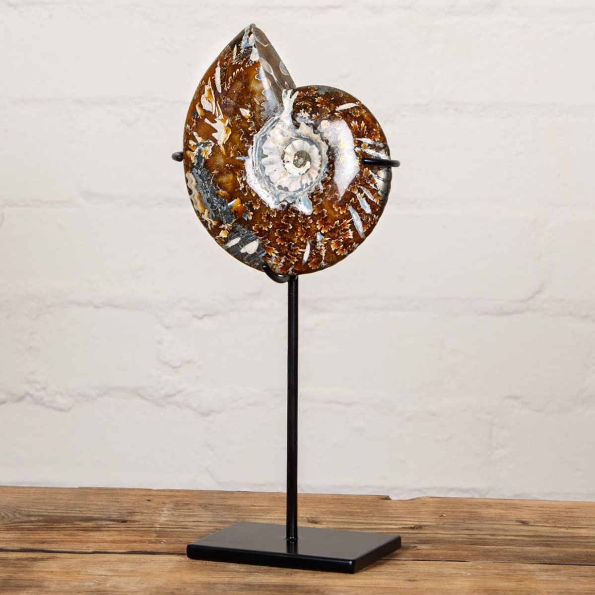5.5 inch Whole Polished Ammonite Fossil on Stand (Cleoniceras sp)