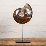 Minibeast Huge 7.2 inch Whole Polished Ammonite Fossil on Stand (Cleoniceras sp)