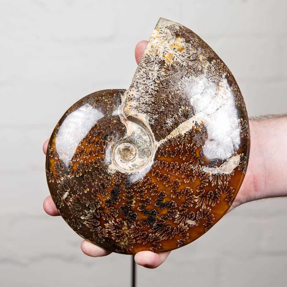 Huge 7.2 inch Whole Polished Ammonite Fossil on Stand (Cleoniceras sp)