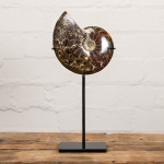 Minibeast 5.5 inch Whole Polished Ammonite Fossil on Stand (Cleoniceras sp)