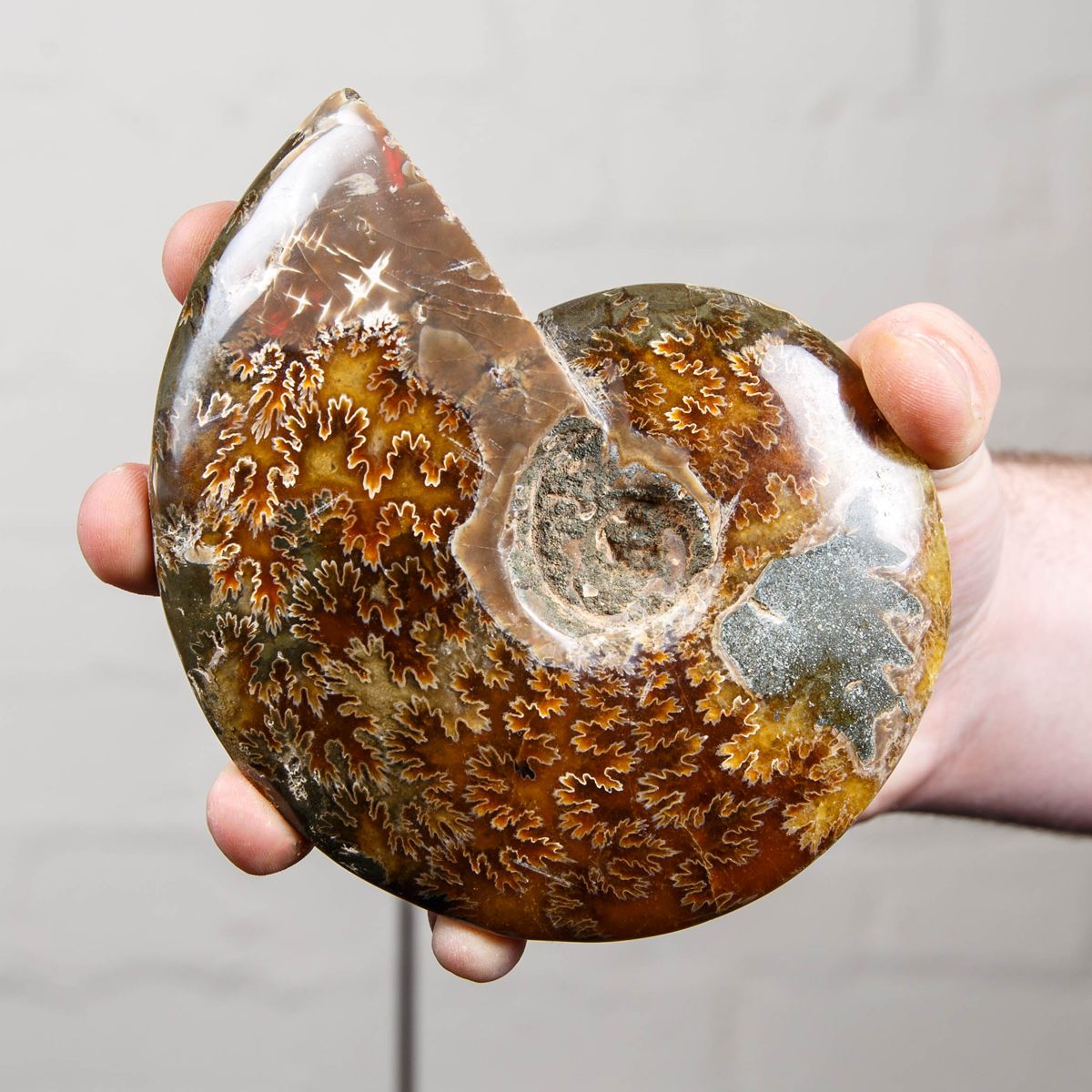 5.1 inch Whole Polished Ammonite Fossil on Stand (Cleoniceras sp)