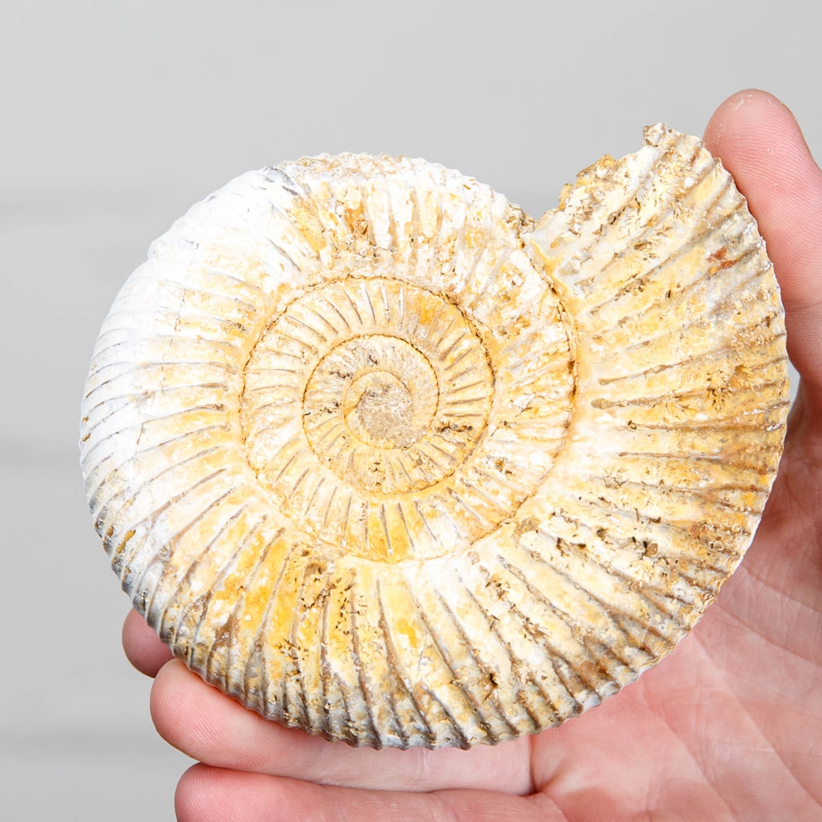 4.2 inch White Spine Ammonite Fossil on Stand (Cleoniceras sp)