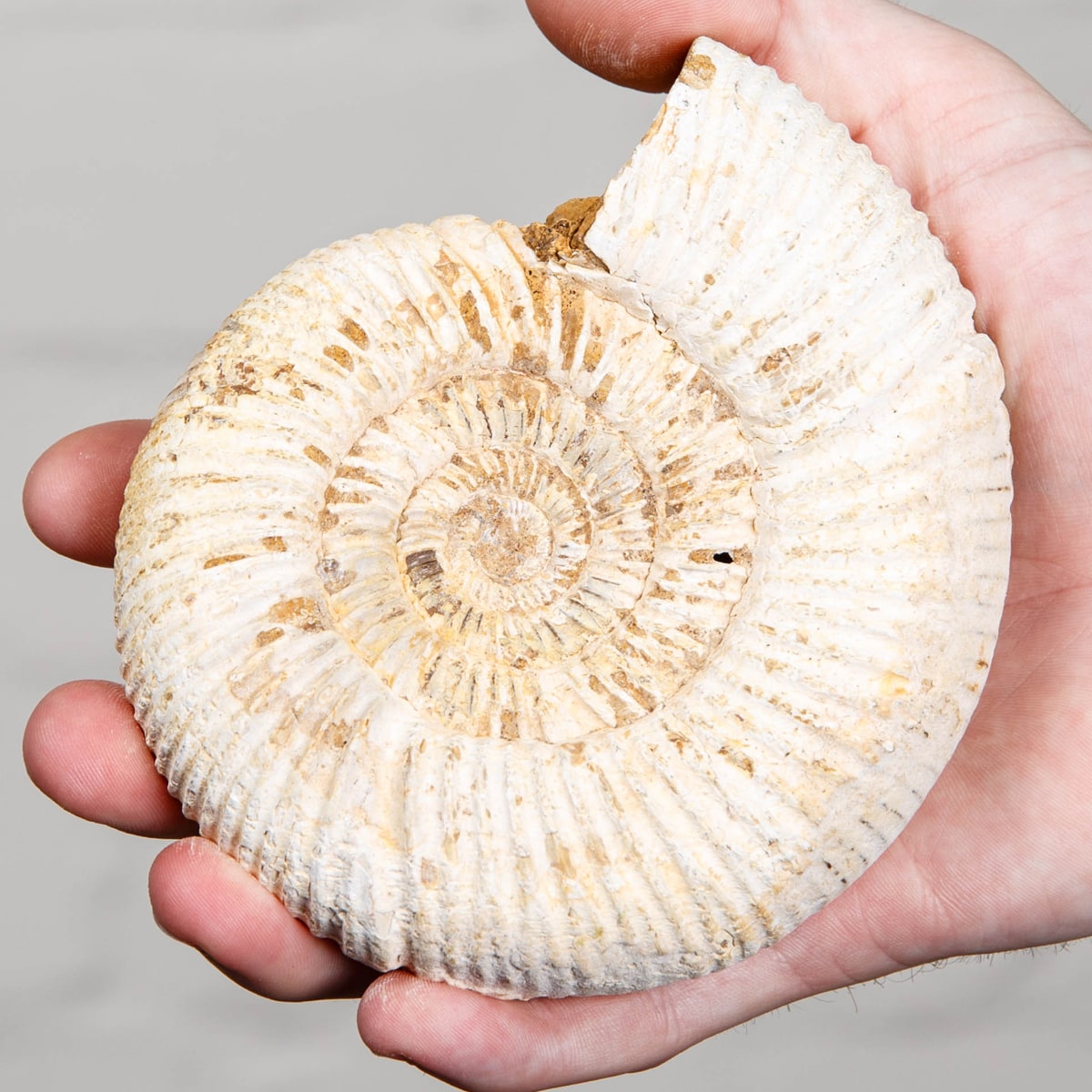 4.8 inch White Spine Ammonite Fossil on Stand (Cleoniceras sp)